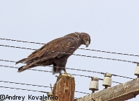 ���������� ���������